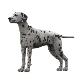 Dalmatian 3D model